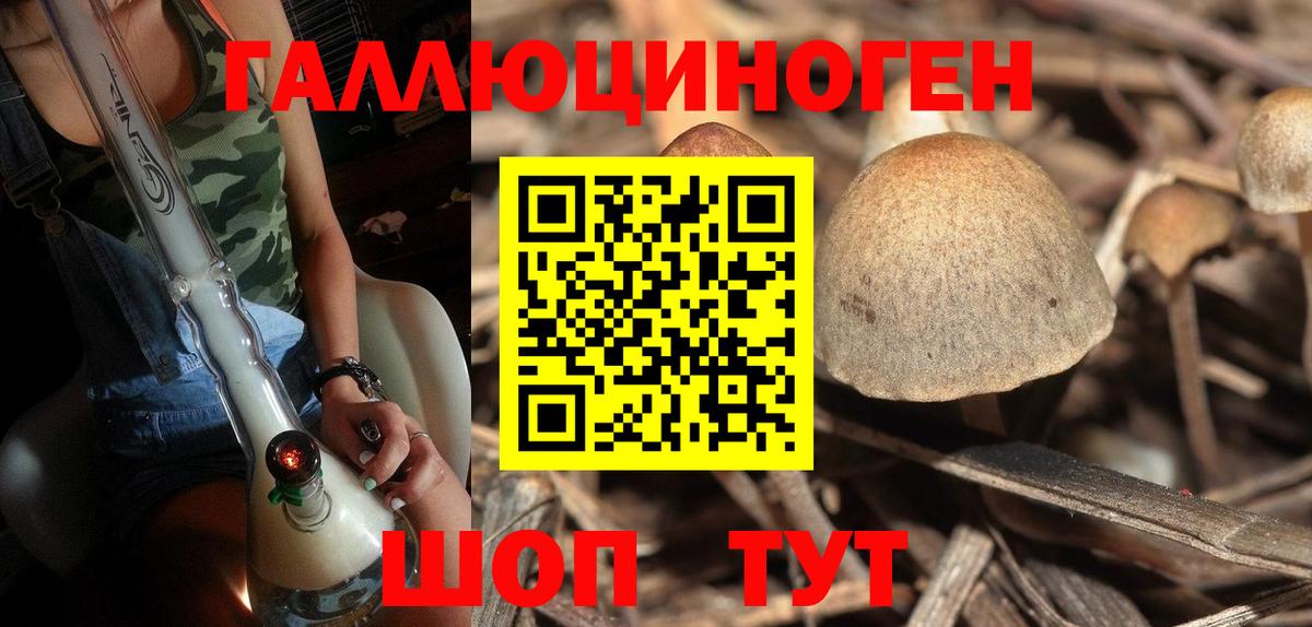 Псилоцибиновые грибы Psilocybe Новосибирск